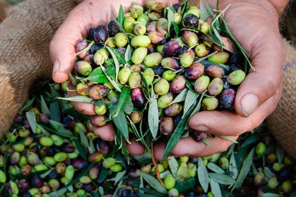 agriturismo-la-scalera-prodotti-olive-olio